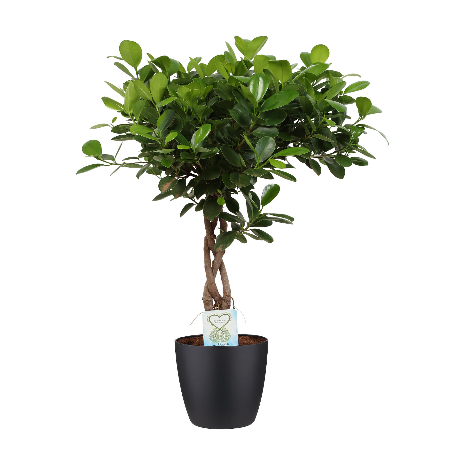 Фикус моклейм. Фикус ретуза мокламе. Фикус moclame. Фикус бенджамина мокламе. Фикус мокламе.