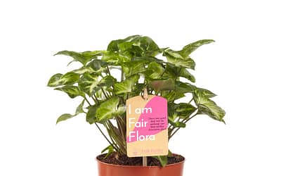 Duurzaam Plentygreen | Fair Flora label