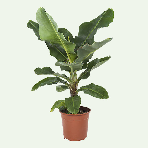 Bananenplant Musa populaire plant