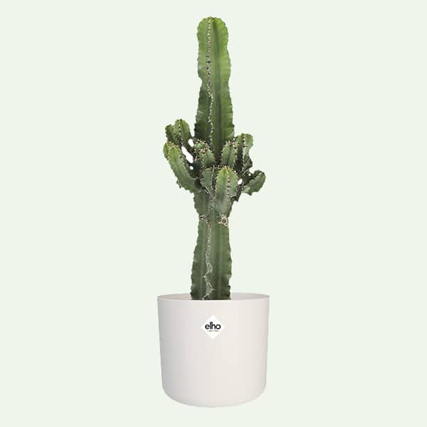 Euphorbia cactus in sierpot uitgelicht populaire plant